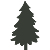 pine-tree-160px