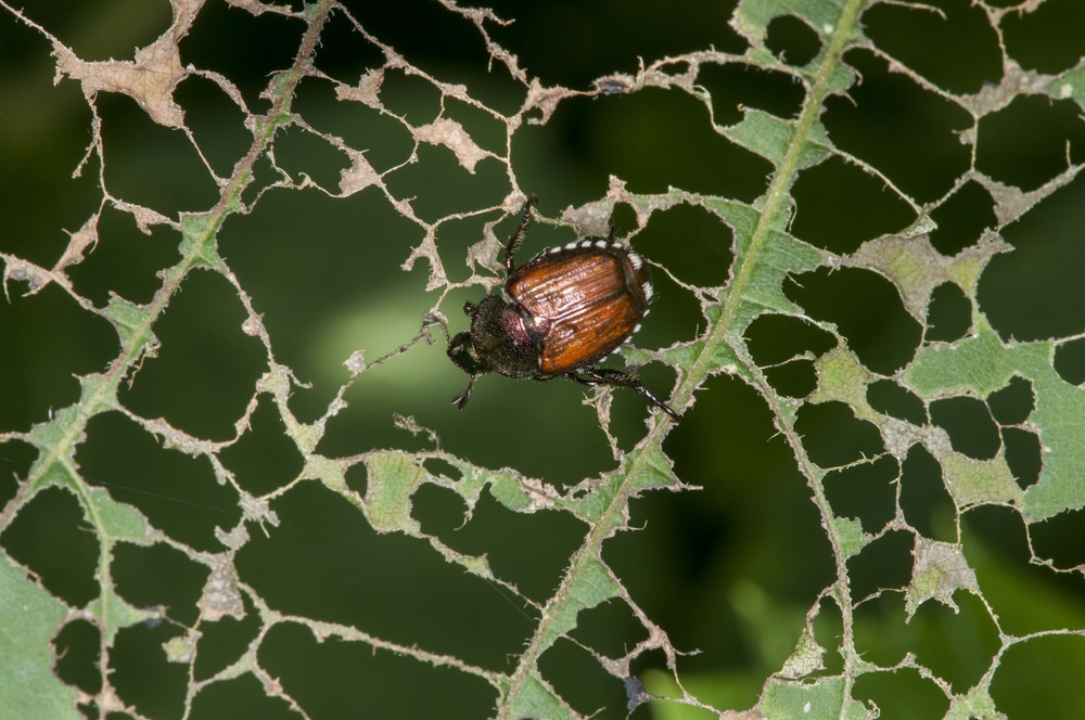 Japanese Beetle eating leaf