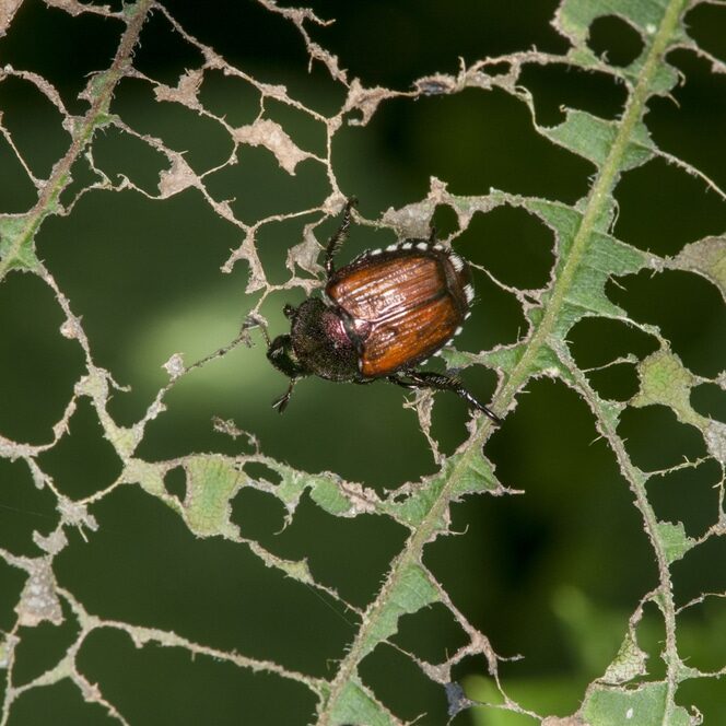 Japanese Beetle eating leaf