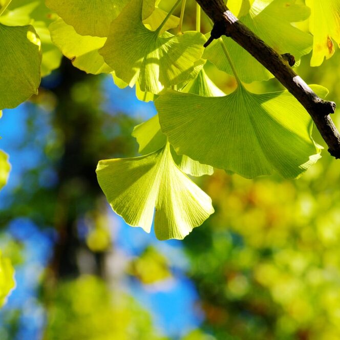 Yellow Ginkgo biloba leaf on the natural background