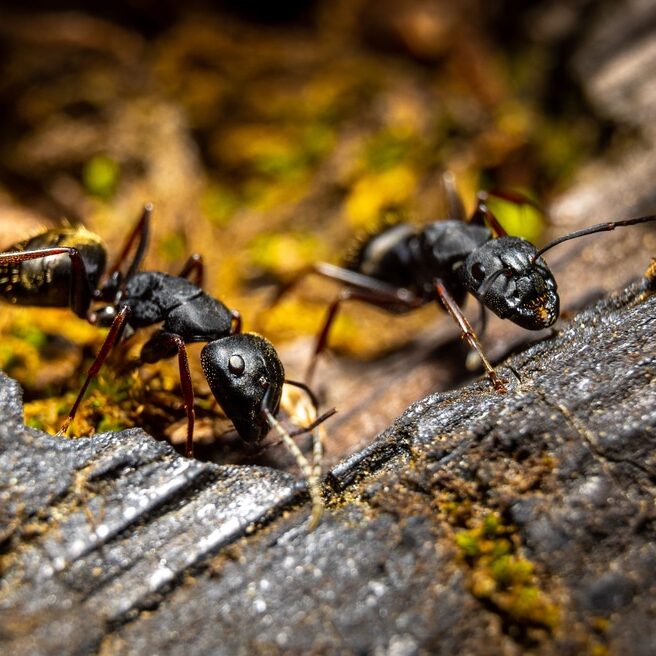 A closeup shot of two ants walking on a wooden surface